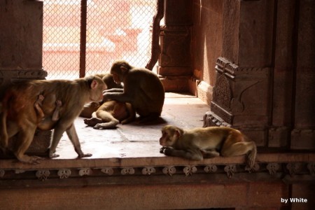 Govind Deo Temple - małpy #2