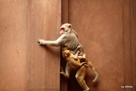 Agra fort - mapy