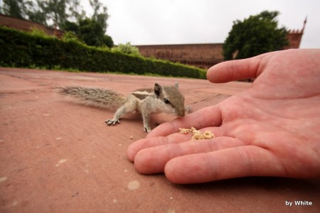 Agra fort - wiewiórki