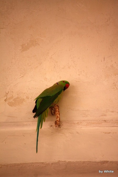 Agra fort - papuga