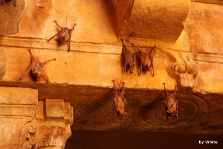DÅ¼inijskie Å›wiÄ…tynie - Jaisalmer