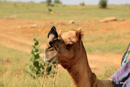 Jaisalmer Camel