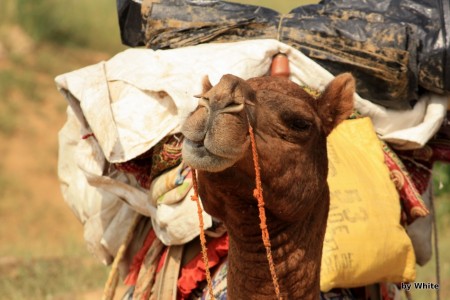 Jaisalmer Camel