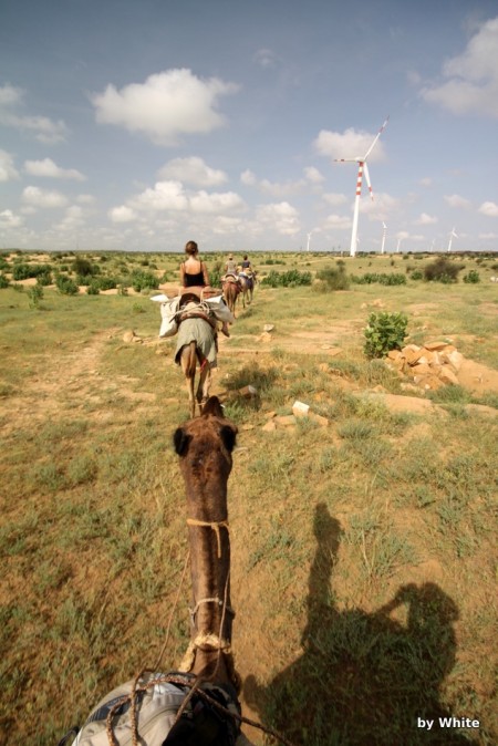 Jaisalmer Camel