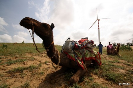 Jaisalmer Camel