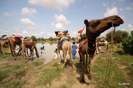 Jaisalmer Camel Safari