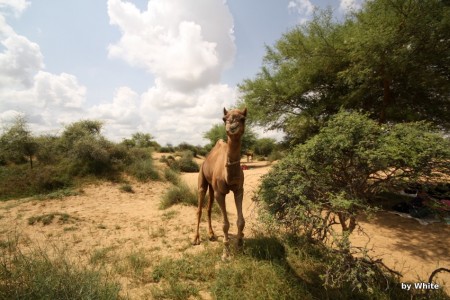 Jaisalmer Camel Safari