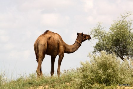 Jaisalmer Camel Safari