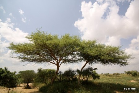 Jaisalmer Camel Safari