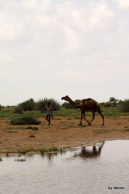 Jaisalmer Camel Safari