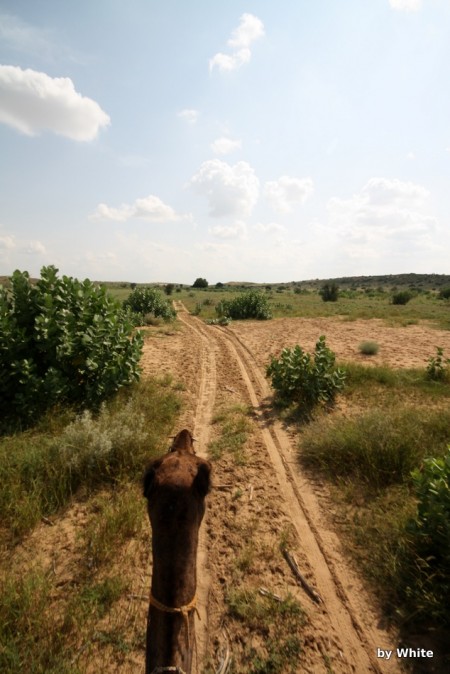 Jaisalmer Camel Safari