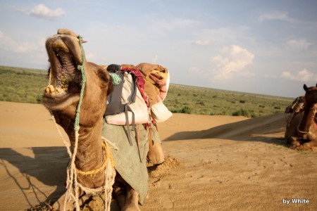 Jaisalmer Camel Safari