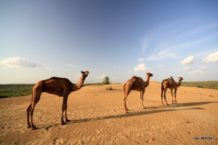 Jaisalmer Camel Safari