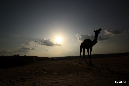 Jaisalmer Camel Safari