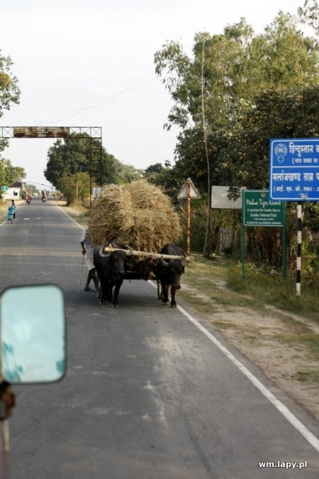 Chiraidongri, Madhya Pradesh, India