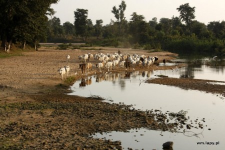 Chiraidongri, Madhya Pradesh, India