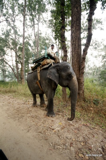 Dhanwār, Madhya Pradesh, India