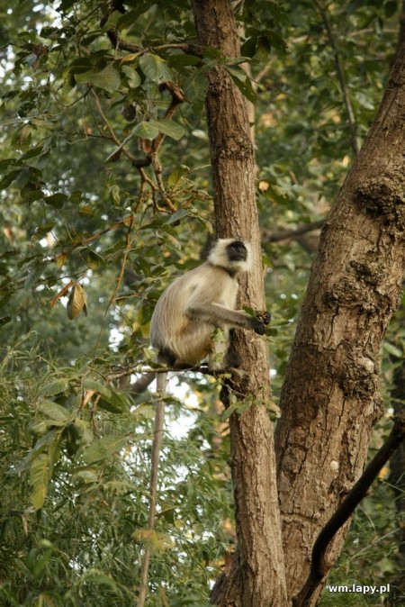 Kānha, Madhya Pradesh, India