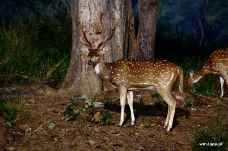 KÄnha, Madhya Pradesh, India