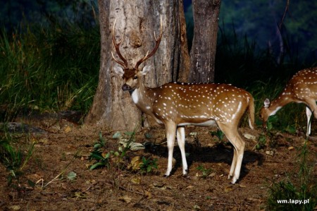 Kānha, Madhya Pradesh, India