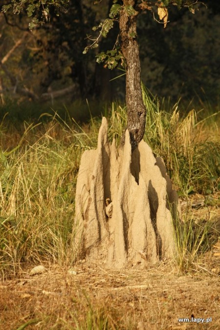 KÄnha, Madhya Pradesh, India
