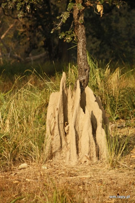 Kānha, Madhya Pradesh, India