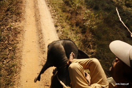 KÄnha, Madhya Pradesh, India