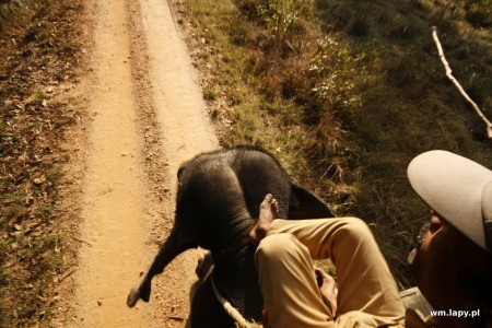 Kānha, Madhya Pradesh, India