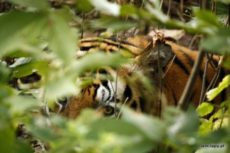 Kānha, Madhya Pradesh, India