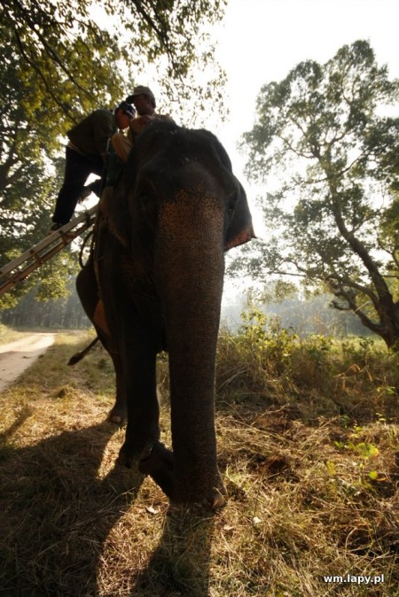 KÄnha, Madhya Pradesh, India