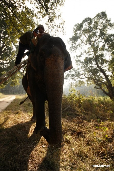 Kānha, Madhya Pradesh, India