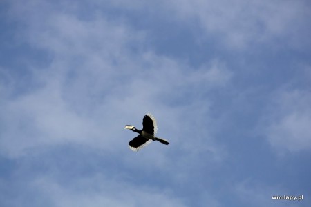 KÄnha, Madhya Pradesh, India