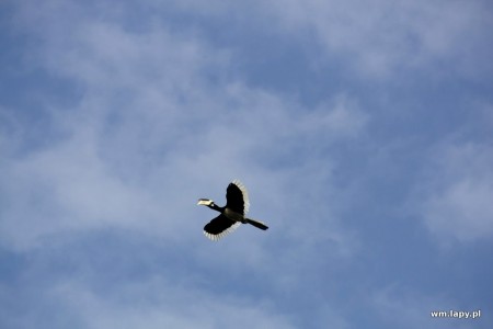 Kānha, Madhya Pradesh, India