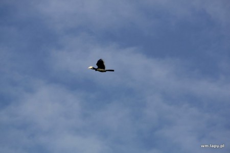 Kānha, Madhya Pradesh, India