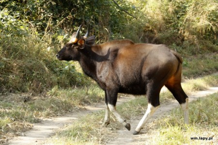 Kānha, Madhya Pradesh, India