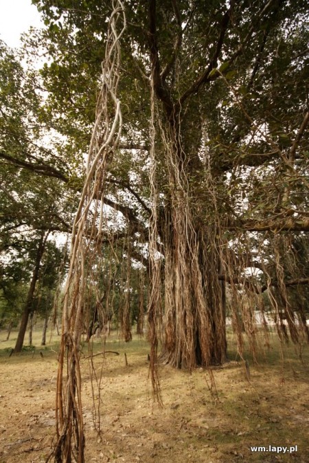 Dhanwār, Madhya Pradesh, India