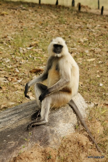 Dhanwār, Madhya Pradesh, India