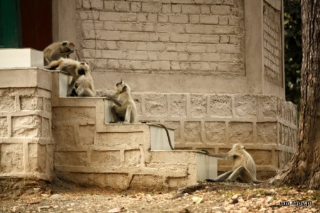 Dhanwār, Madhya Pradesh, India