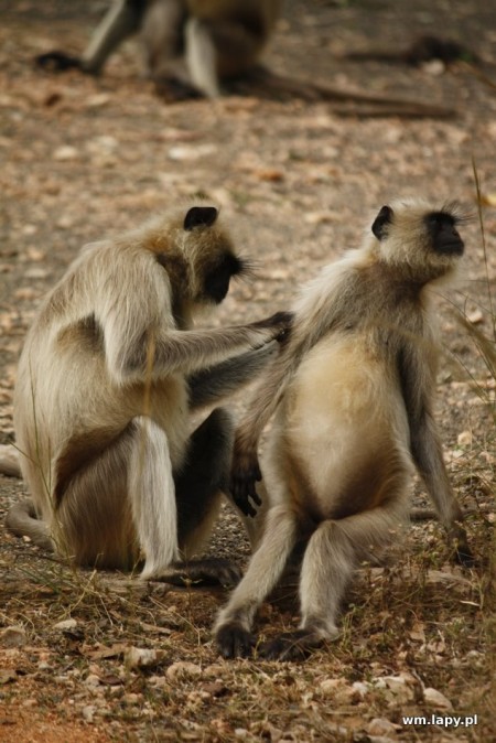 Dhanwār, Madhya Pradesh, India