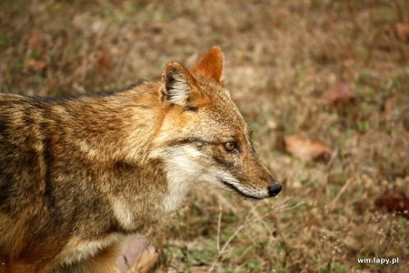 Kānha, Madhya Pradesh, India