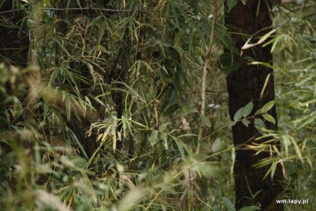 KÄnha, Madhya Pradesh, India