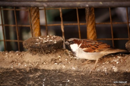 Jawlakhel, Patan, Nepal